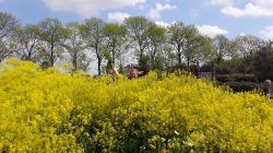 Wede in de Wilde Weelde Wereld. Foto: Tuin van de buren Wede in de Wilde Weelde Wereld. Foto: Tuin van de buren