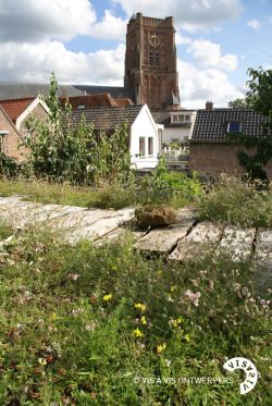 Daktuin in stedelijke omgeving. Foto: Vis Ã  Vis Ontwerpers