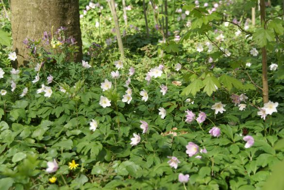 Stinzenplanten op landgoed. Foto: Vis Ã  Vis Ontwerpers