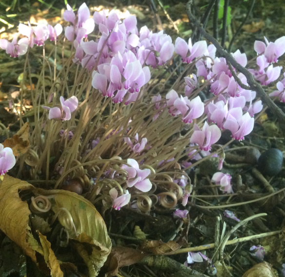 Cyclamen hederifolium; Foto Margo van Beem Cyclamen hederifolium; Foto Margo van Beem