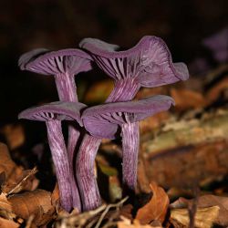 Rodekoolzwam, foto van Kijk in de natuur Rodekoolzwam, foto van Kijk in de natuur