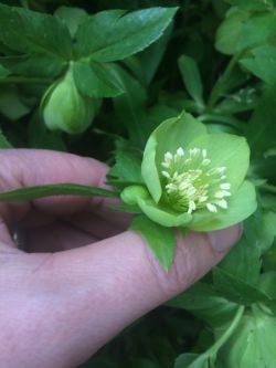 Helleborus viridis, foto van Margo van Beem