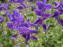 Salvia viridis. Foto: Moniek de Bakker