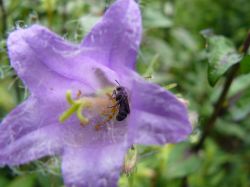 Grote klokjesbij op Ruig klokje. Foto: Wankja Ferguson