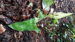 Blad van Arum italicum Blad van Arum italicum