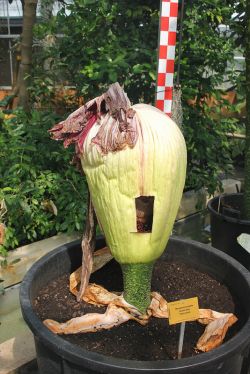 Arum Titan. Foto: Fred Triep Arum Titan. Foto: Fred Triep