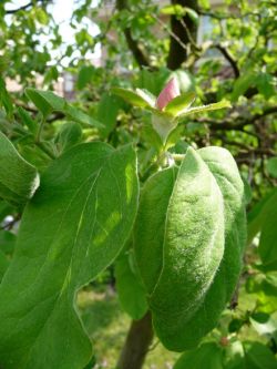 Blad kweepeer. Foto: Tuin van de buren
