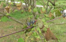 Vruchten van de Cercidyphyllum. Foto: Gerdien Griffioen