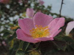 Rosa canina. Foto: Ruurd van Donkelaar (Van Donkelaar groenadvies)