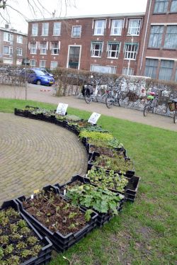 Geschikte planten voor de wijk. Foto: Manos Verdes