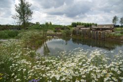 Natuurlijke vijver. Foto: Vis à Vis Ontwerpers Natuurlijke vijver. Foto: Vis à Vis Ontwerpers
