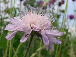 Knautia. Foto: Tuin van de buren