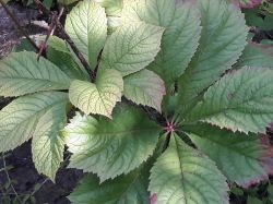 Rodgersia
