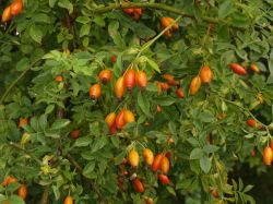 Bottels van Rosa rubiginosa. Foto: Ruurd van Donkelaar Groenadvies