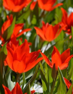Tulipa praestans 'Zwanenburg'. Foto: Sterkebollen.nl Tulipa praestans 'Zwanenburg'. Foto: Sterkebollen.nl