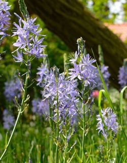Camassia. Foto: Sterkebollen.nl Camassia. Foto: Sterkebollen.nl