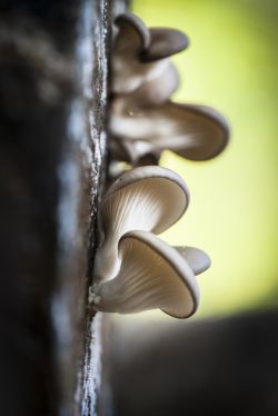 Oesterzwam. Foto: Groene Takken