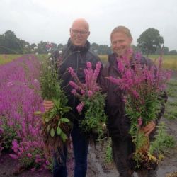 Dagje Cruydt Hoeck. Foto: Arjan Schepers Vaste planten Dagje Cruydt Hoeck. Foto: Arjan Schepers Vaste planten