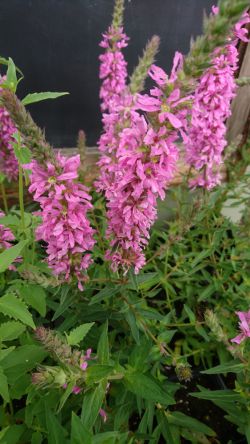 Lythrum 'Pink Panther'. Foto: Arjan Schepers Vaste planten Lythrum 'Pink Panther'. Foto: Arjan Schepers Vaste planten