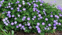 Geranium 'Azure Rush'. Foto: Onno Zonneveld