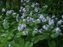 Lunaria rediviva. Foto: Ruurd van Donkelaar
