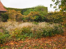 Lunaria rediviva in de tuin van Piet Oudolf. Foto: Ruurd van Donkelaar