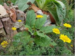Verbascum. Foto: Eco-Care Gorris