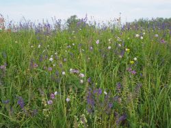 Stroomdalflora bij Tolkamer. Foto: Ruurd van Donkelaar Groenadvies