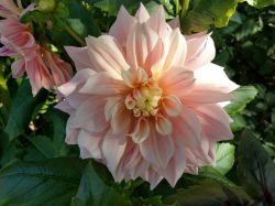 Dahlia 'Cafe au Lait' (dinnerplate)